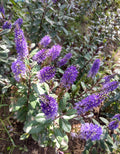 VERONICA MORADA – HEBE ATROPURPUREA 0,50