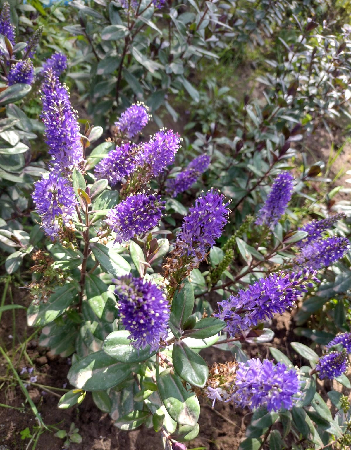 VERONICA MORADA – HEBE ATROPURPUREA 0,50