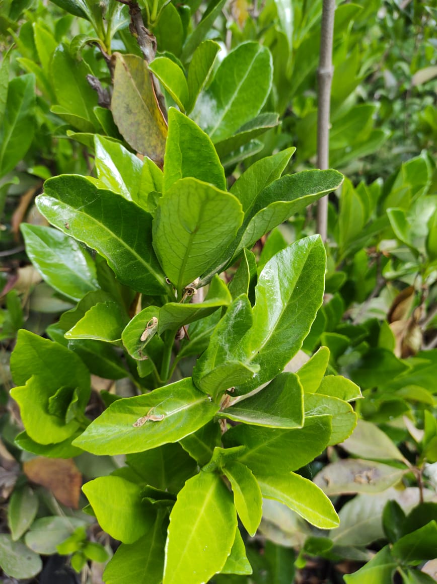 VIBURNUM LUCIDO – VIBURNUM LUCIDUM 1,00 A 1,50 M