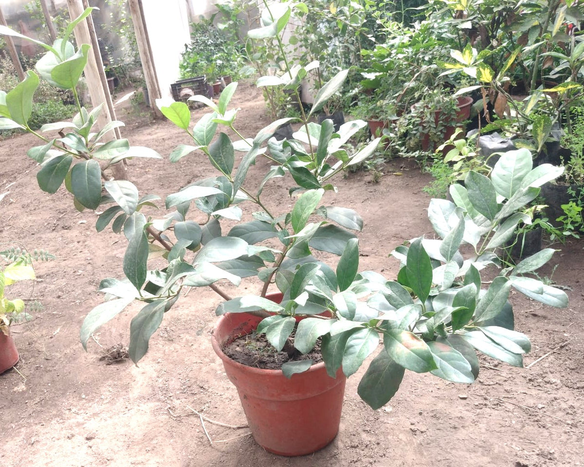 VIBURNUM MASCANTHA – VIBURNUM MASCANTHA  MC 0,50 A 0,80