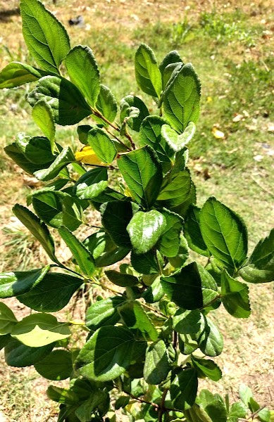 VIBURNUM ROTUNDIFOLIA – VIBURNUM SUSPENSUM   0,50 A 0,80
