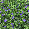 VINCAS MINOR