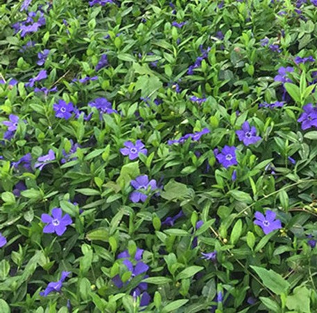 VINCAS MINOR